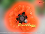 Oriental Poppy Wallpaper
